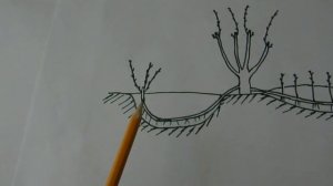 Виноград,размножение отводком.