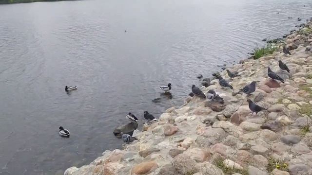 Прогулка в парке Коломенское // 20 мая 2023 года смотреть онлайн