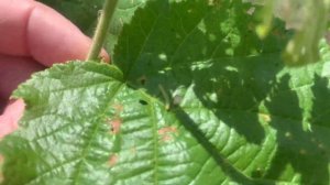 Фундук. Вредители, гусеницы Берёзового пилильщика.