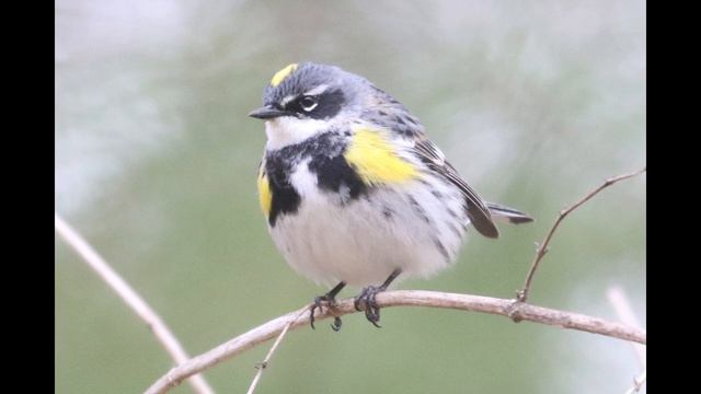 Yellow-throated Warbler Identification | Spring Warbler Warm-up смотреть онлайн