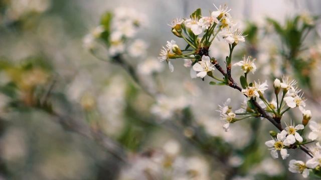 Футаж — Сакура бонсай. Цветение вишни. Футажи (footage) красивая природа [FullHD] смотреть онлайн