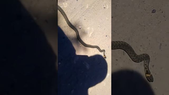 Труновский район много змей смотреть онлайн