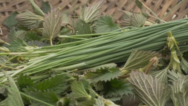 Gathering Wild Spring Greens