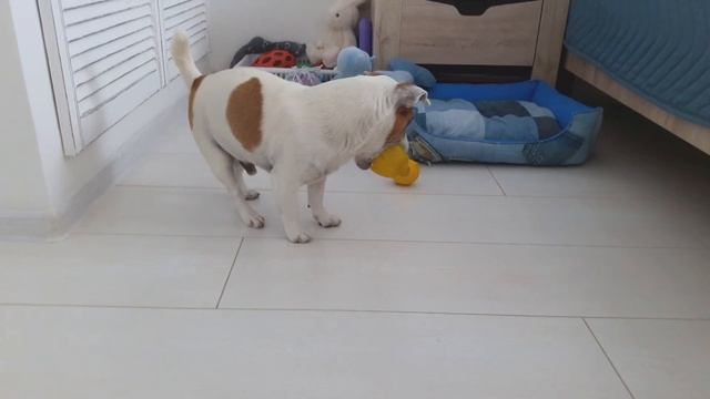 Лимон для весёлой собаки/Какой лимон выберет Джек рассел терьер???Прочные игрушки для собак смотреть онлайн