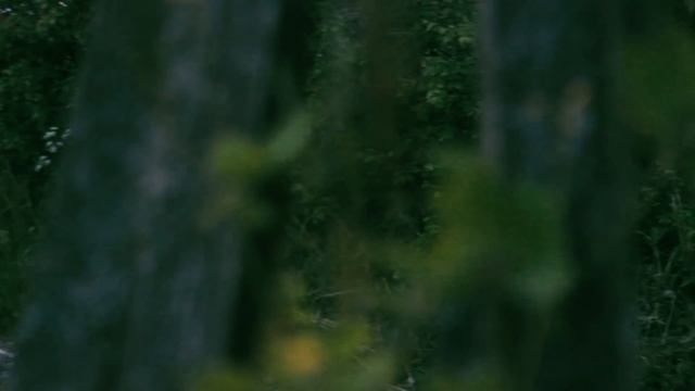 Чай с барбарисом [КЛИП] смотреть онлайн