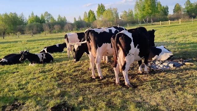 Коровы обживают новую кошару. смотреть онлайн