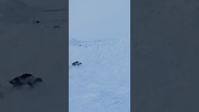 Волк против Росомаха смотреть онлайн