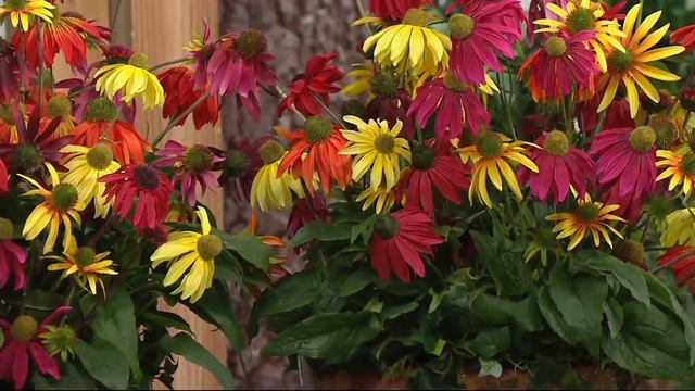Cottage Farms Perpetuals Rainbow Coneflowers 5-pc Set on QVC смотреть онлайн