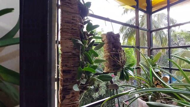 7 Summer care tips for your orchids смотреть онлайн