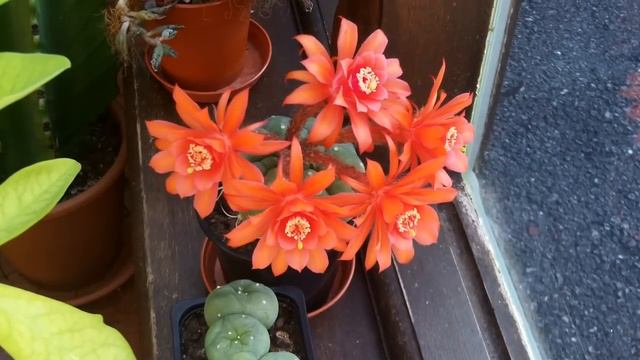 My Matucana madisoniorum cactus in orange bloom 2013 смотреть онлайн