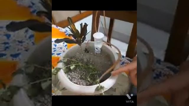Plant Based Monitor - Vivekananda Mission School, Joka '21-'22 смотреть онлайн