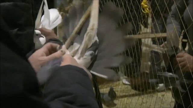 В столице Черноземья прошла выставка-ярмарка элитных пород голубей. смотреть онлайн