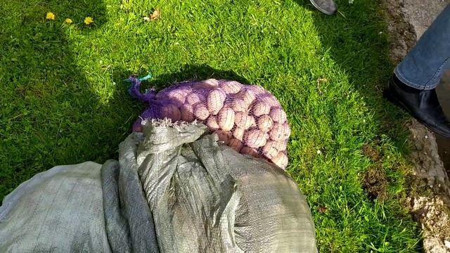 Живем на даче. Поездка на рынок, встретилась с сестрой,готовлю рыбу на луковой подушке... смотреть онлайн