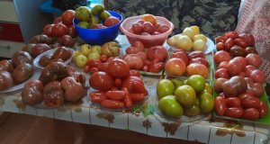 Гномы. Мой опыт выращивания томатов из проекта Гном томатный..mp4