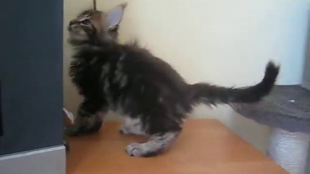 Мейн кун(Maine coon) смотреть онлайн