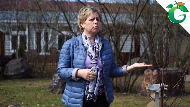 Почему яблоня не плодоносит ? Как увеличить урожай яблони на 100 % смотреть онлайн