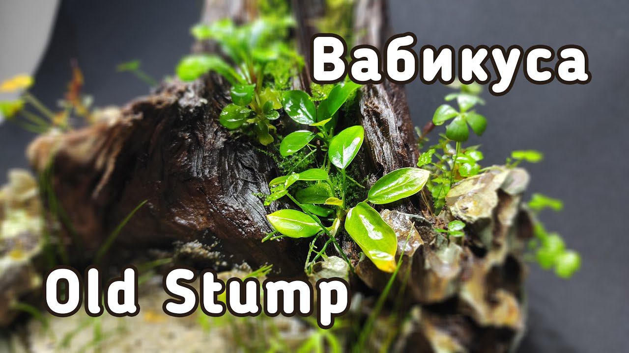 Вабикуса - 