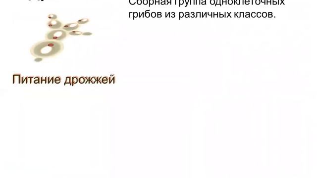 Биология. Урок №7 Царство Грибы. Плесневые грибы: мукор, пеницилл. Одноклеточные грибы – дрожжи. смотреть онлайн