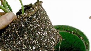 Пересадка Рождественской звезды. Как и когда правильно пересадить Пуансеттию.