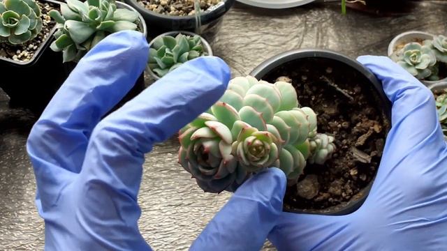 Размножаю эхеверии, монантес смотреть онлайн