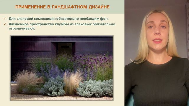 Dekorativnye-travy-i-zlaki - смотреть видео онлайн от «channel36597164» в хорошем качестве, опублико