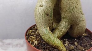 АДЕНИУМ ОБЕСУМ ИЗ СЕМЯН ПЕРЕСАДКА