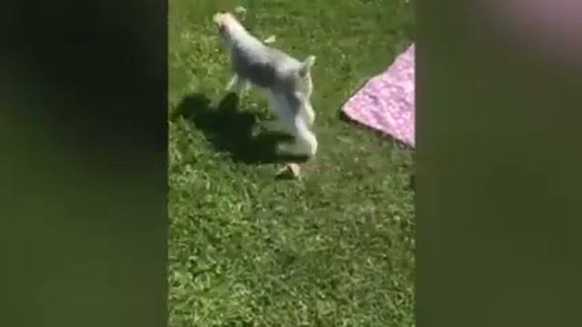 Фокстер’єр Боня.My super dog смотреть онлайн