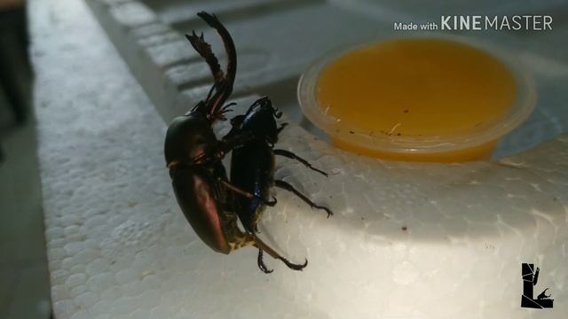 Lamprima Adolphinae Mating смотреть онлайн