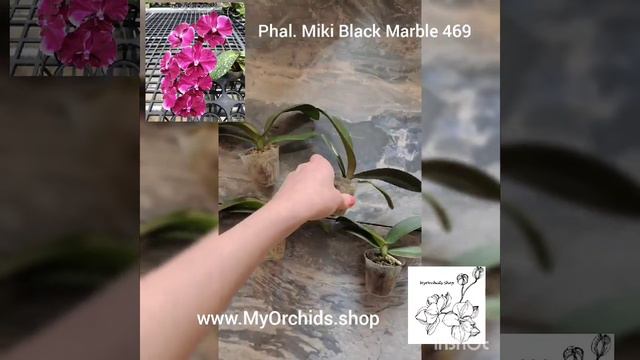 Phalaenopsis Miki Black Marble "469" смотреть онлайн