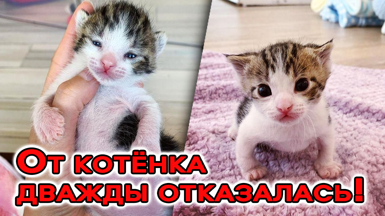 От котёнка дважды отказалась мама – его подобрали с холода в последний момент. смотреть онлайн