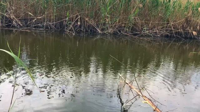 Рыбалка на Паук. Ловим Подъемником на речке. смотреть онлайн