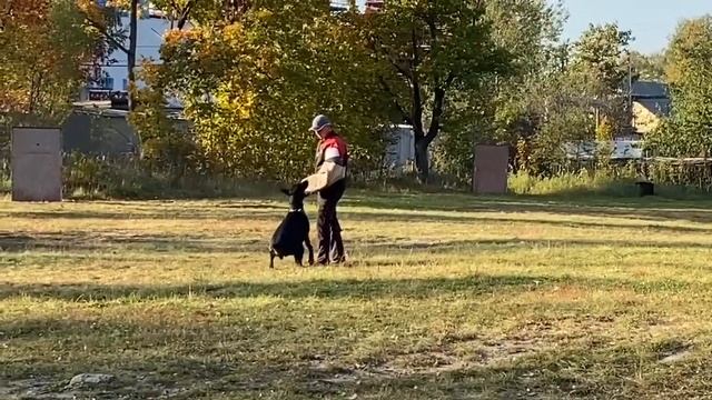 Сдача испытаний по нормативу IGP-1. Козлов Николай и доберман ASTON MARTIN DOG EDITION (22 месяца). смотреть онлайн