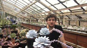 Эчеверия лау - уход, размножение, тонкости и секреты от мастера Георгия Аристова