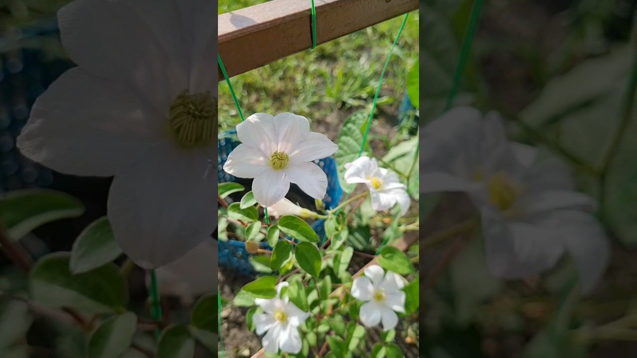 #клематис Хулдин первый год и уже цветёт. #моицветы #цветы