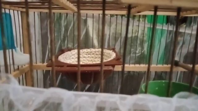 Канарейка кормит птенцов. Подсаживаю Кенара. смотреть онлайн