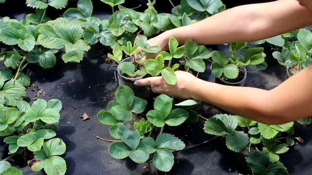 Как размножить клубнику на агроволокне. Как укоренять усы. Выращивание клубники на агроволокне. смотреть онлайн