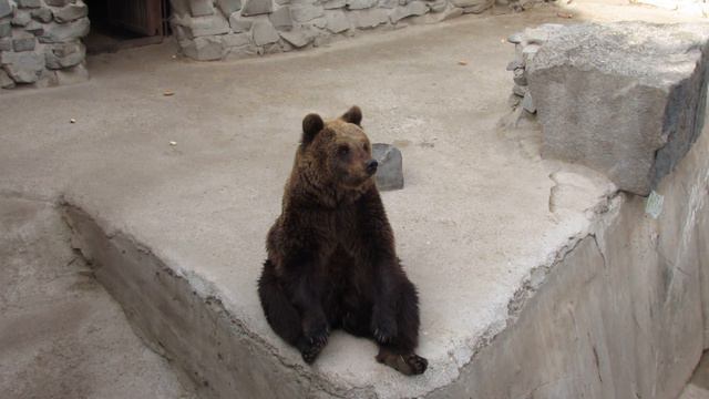 Медведица Ника в зоопарке г. Мена Черниговской области смотреть онлайн