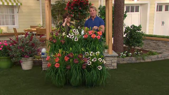 Cottage Farms 6-pc. Radiant Encore Daylily Collection with Jill Bauer смотреть онлайн