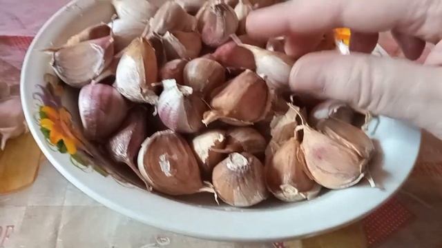 Посадка озимого чеснока. Как выбрать чеснок, как посадить и когда. Снимаю капусту для квашения.