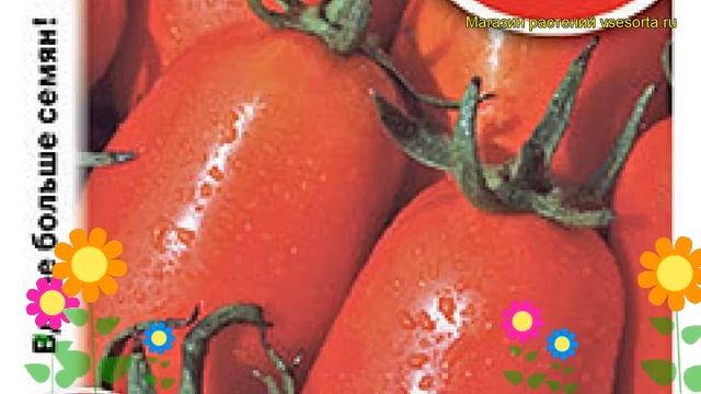 Томат Рома VF (Томат). Краткий обзор, описание характеристик, где купить семена Solánum Lycopérsicu
