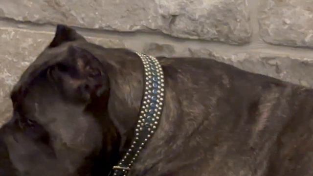 CANE CORSO Dog & PITBULL Porcupine ATTACK!! смотреть онлайн