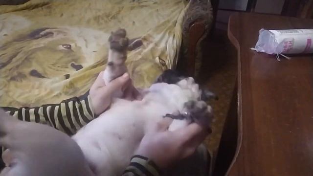 СТРИЖКА КОГТЕЙ КОРГИ. КАК ЭТО БЫЛО? смотреть онлайн
