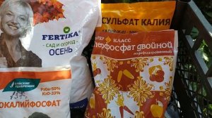 Подкормка метельчатой гортензии в сентябре.