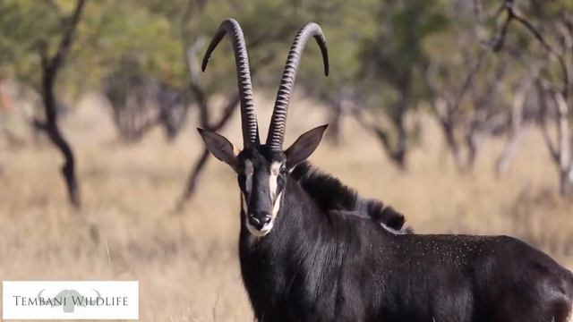 Stud Game Breeders - Tembani - Lot 78 - Ruvuma 48 7/8"+ смотреть онлайн