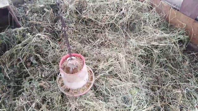 Содержание гусей в зимний период! смотреть онлайн
