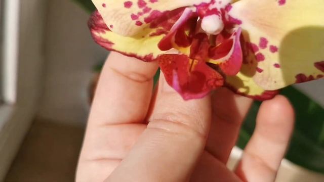 Phal. Miki Crown '16' - орхидея фаленопсис Мики Краун. Домашнее цветение смотреть онлайн