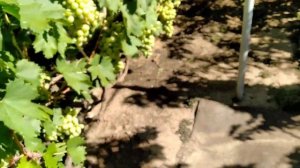 Виноград Ландыш .Мои четыре правила для получения качественного винограда.