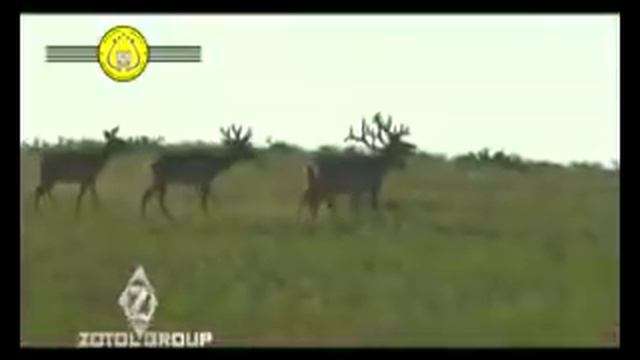 Наран мандах нутаг - МУСТА Д.Осгонбаяр /ЖААХАН ШАРГА ХЖТ/ смотреть онлайн