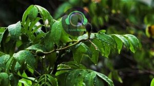 ОЧЕНЬ КРАСИВОЕ ЧТЕНИЕ СУРЫ ЯСИН, ЧИТАЕТ ОМАР ХИШАМ, КОРАН ПОД ЗВУКИ ДОЖДЯ