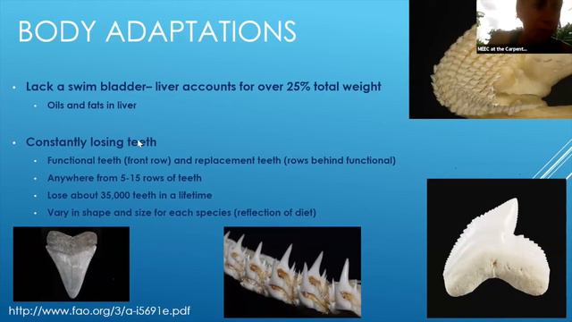 Deep Dive: Animal Adaptations in Cartilaginous Fish (Sharks, Skates, Rays) смотреть онлайн